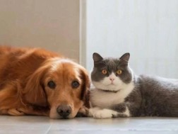 ცხოველები