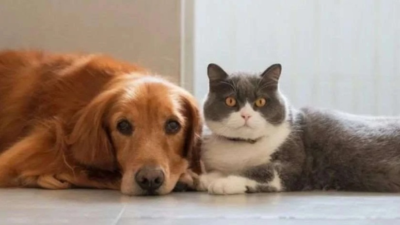 ცხოველები