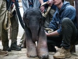 სპლიყვი