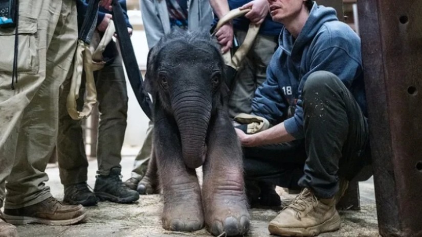 სპლიყვი