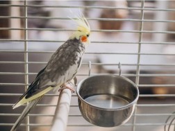 თუთიყუში