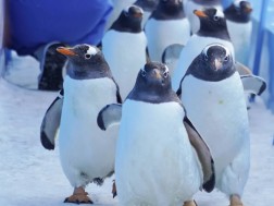 პინგვინები