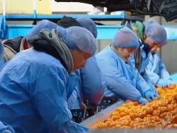 დასაქმება