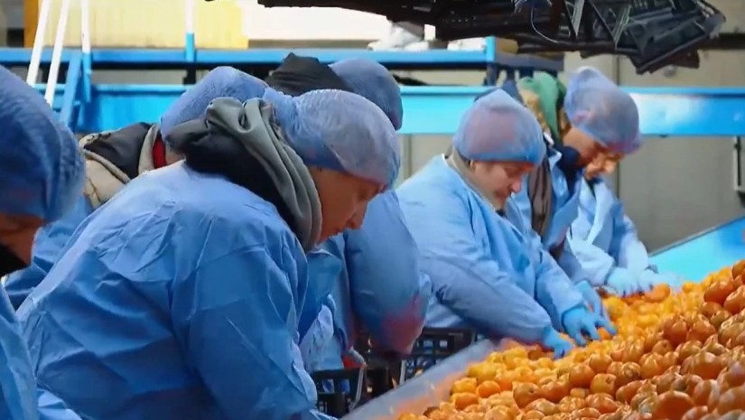 დასაქმება