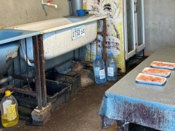 სასაკლაო