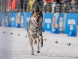 ძაღლი ძაღლი