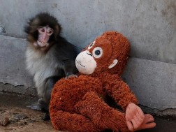 მაიმუნი