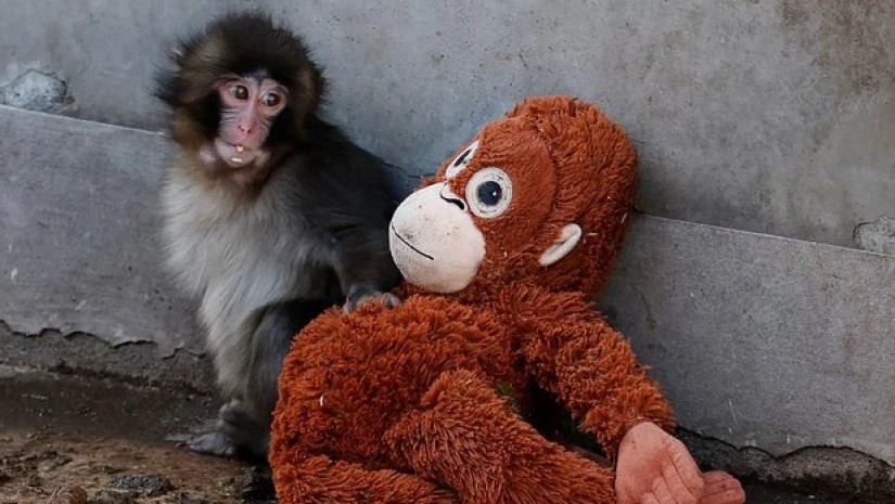 მაიმუნი