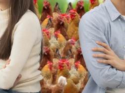 ქათმები