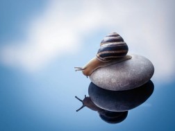 ლოკოკინა