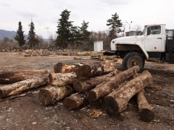 ხე-ტყე ხე-ტყე