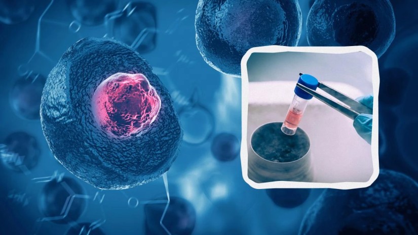 ღეროვანი უჯრედი