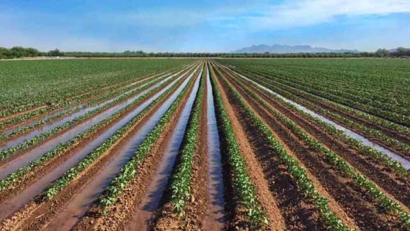 სარწყავი წყალი
