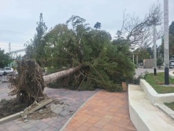 სამტრედია