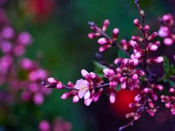 გაზაფხულის ამინდი