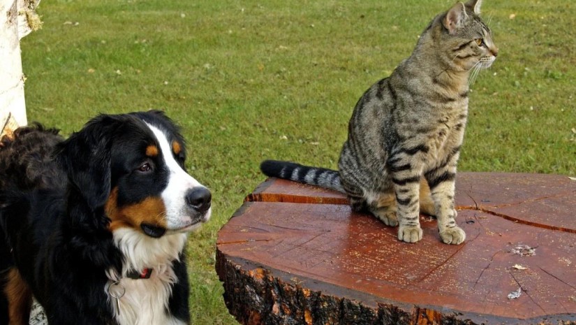 კატა და ძაღლი