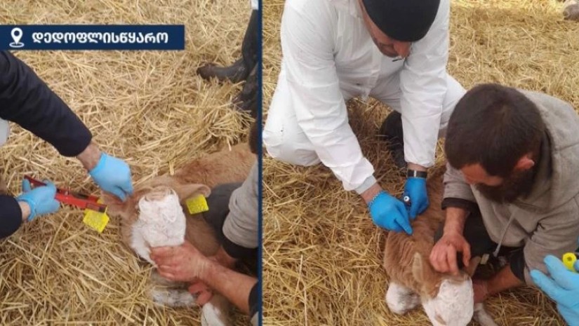 დედოფლისწყარო