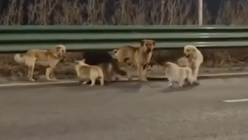 ძაღლები