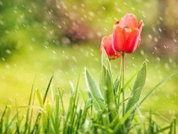 გაზაფხულის წვიმა