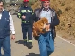 ცხოველები