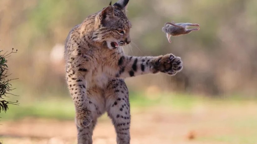 ველური ბუნების საერთაშორისო ფოტოკონკურსი