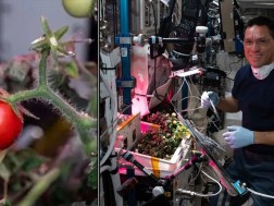 ასტრონავტები