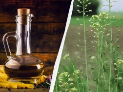 ზეთი ზეთი