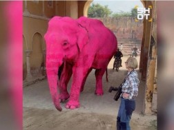 ვარდისფერი სპილო