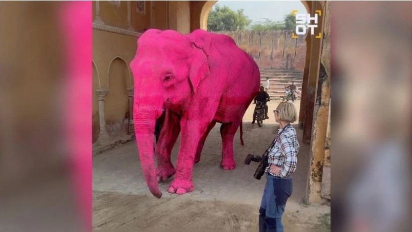 ვარდისფერი სპილო