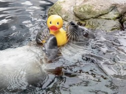 სელაპი სელაპი