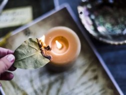 დაფნის ფოთოლი