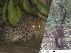 ლეოპარსი