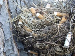 ჩიტის ბუდე