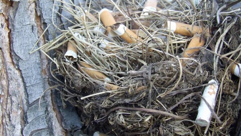 ჩიტის ბუდე