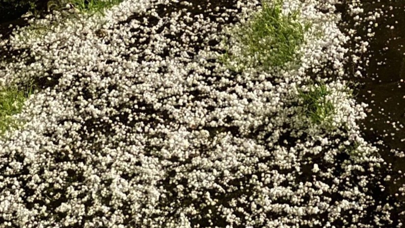 ძლიერი სეტყვა და ქარი ლაგოდეხში