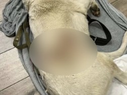 დაჭრილი ძაღლი