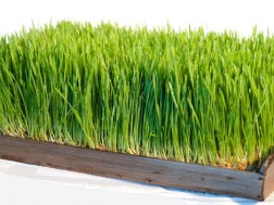 ჯეჯილი ჯეჯილი