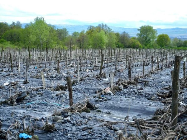 რეგიონი რეგიონი