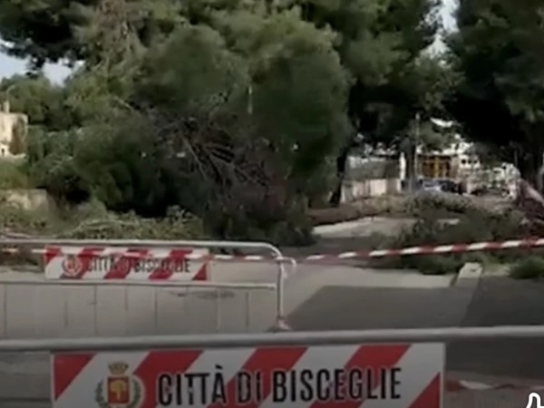 ქარი ქარი