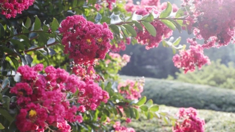 გაზაფხული