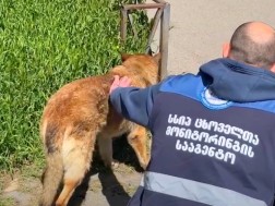 ცხოველთა მონიტორინგის სამსახურ