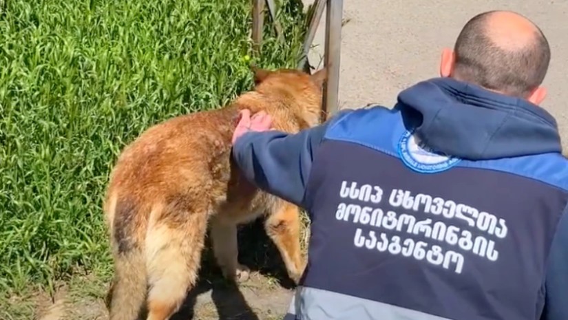 ცხოველთა მონიტორინგის სამსახურ