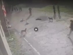 ძაღლები