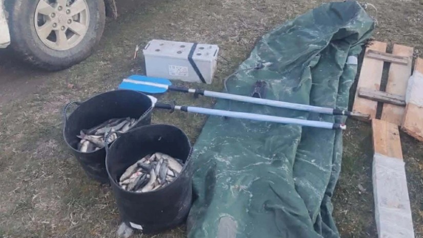 ბრაკონიერობა