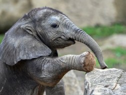 სპლიყვი