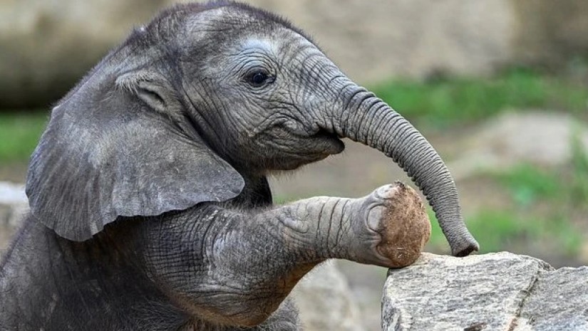 სპლიყვი