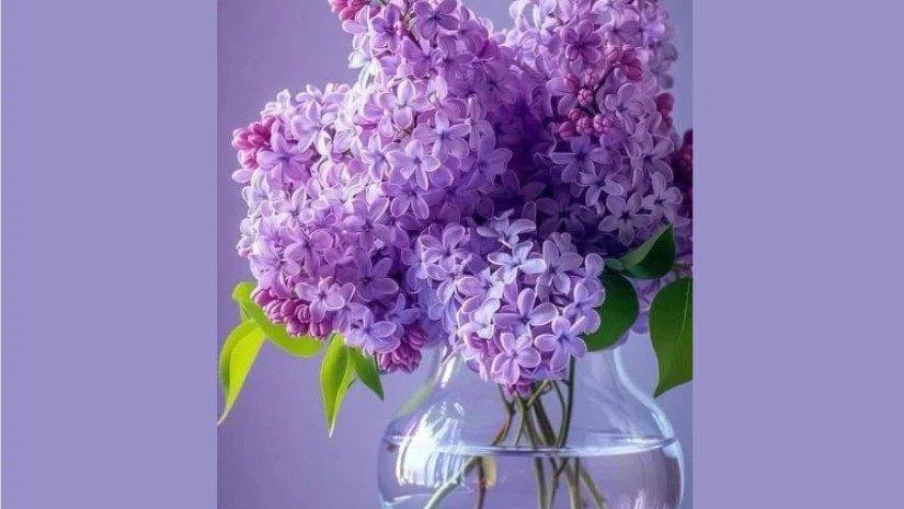 იასამანი