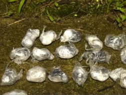 ნარკოტიკი