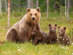 დათვები