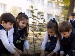 ნერგები ნერგები